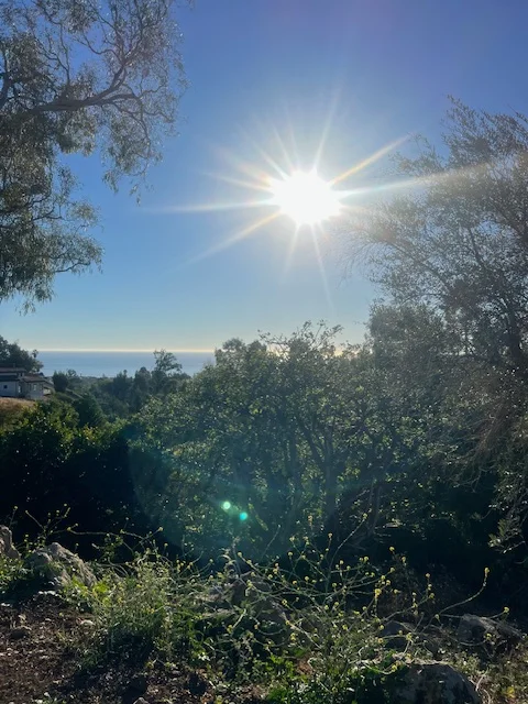 The Pacific through the trees from the site.