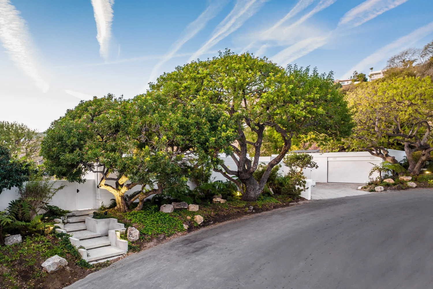 The wind-shaped tree beside the drive.